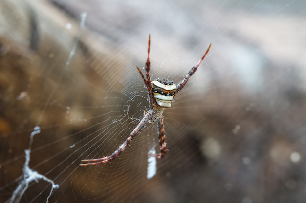 Multicolore Spide nella foresta tropicale