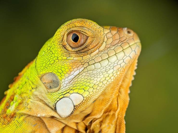 Foto multicolori