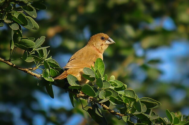 Munia scagliosa