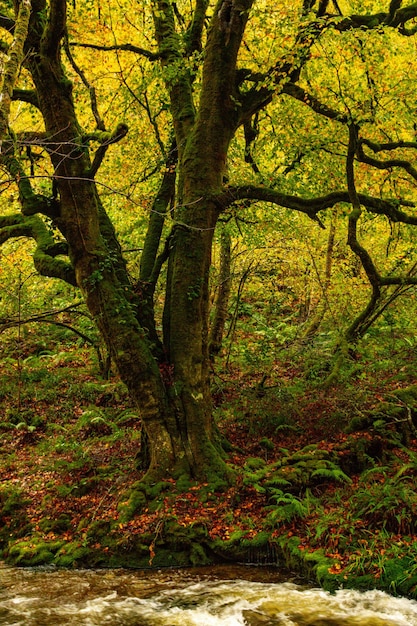 Muniellos riserva naturale completa, tra i comuni di Cangas del Narcea e Ibias.