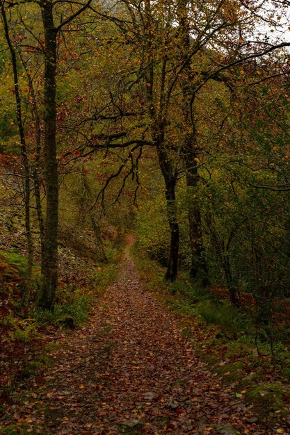 Muniellos riserva naturale completa, tra i comuni di Cangas del Narcea e Ibias.