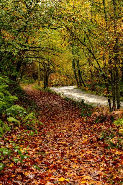 Muniellos riserva naturale completa, tra i comuni di Cangas del Narcea e Ibias.