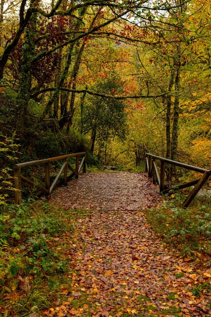 Muniellos riserva naturale completa, tra i comuni di Cangas del Narcea e Ibias.