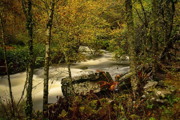 Muniellos riserva naturale completa, tra i comuni di Cangas del Narcea e Ibias.