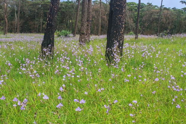 Murdannia giganteum, fiore viola tailandese e foresta di pini