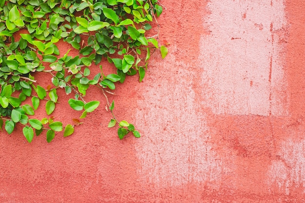 Muro della natura