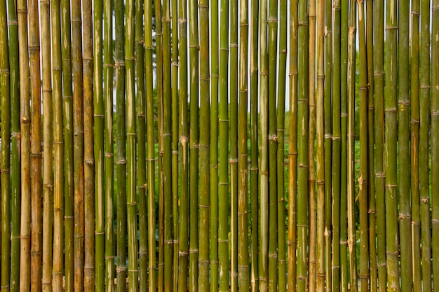 Muro di bambù verde