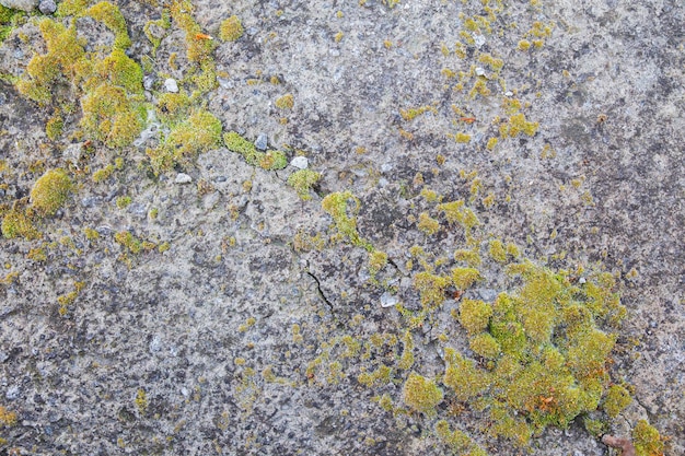 muro di cemento con crepe e ricoperto di muschio