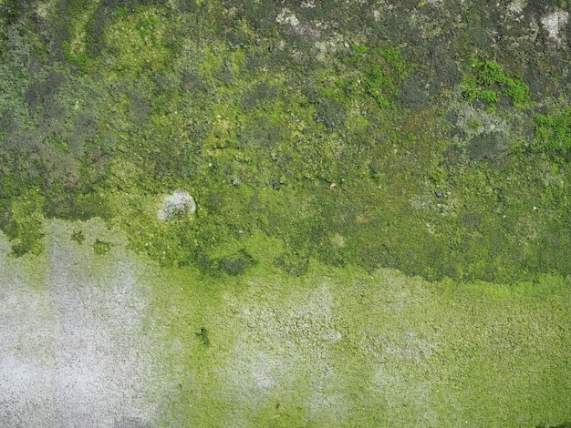 Muro di cemento stagionato con sfondo verde muschio