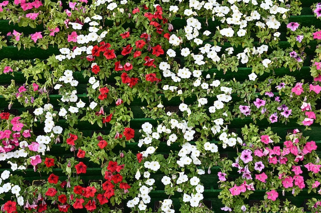 Muro di fiori multicolori in fiore
