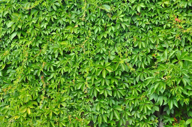 Muro di foglie di uva selvatica. Sfondo di uva selvatica.