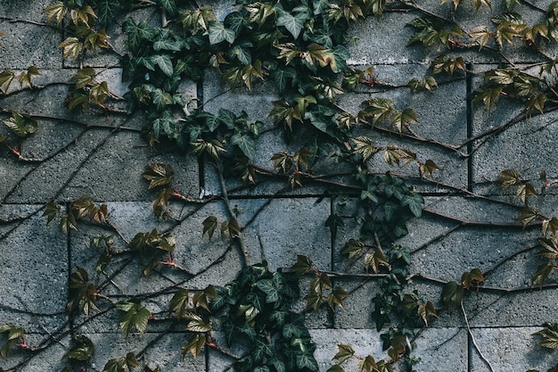 Muro di foglie verdi naturali