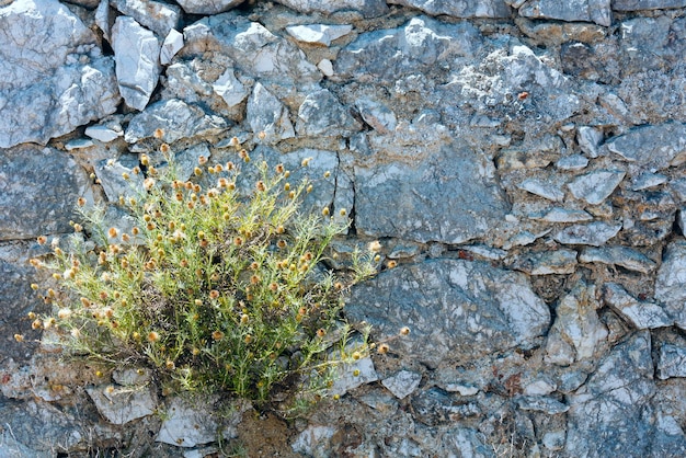 Muro di grande primo piano in pietra con un piccolo cespuglio di fiori. Sfondo.