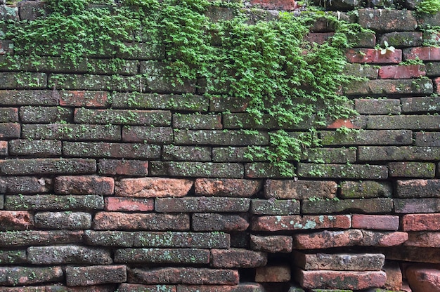 Muro di mattoni con muschio che cresce fuori di esso Muschio sul vecchio muro di mattoni Un sacco di muschio vecchio muro di mattoni