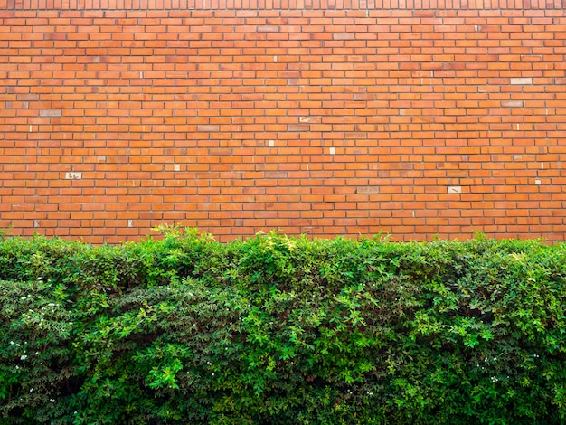 Muro di mattoni e cespugli verdi