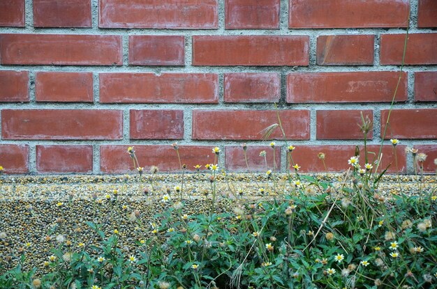 Muro di mattoni e fiore di mendicanti