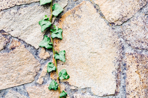 Muro di mattoni grigi con molte piante intorno