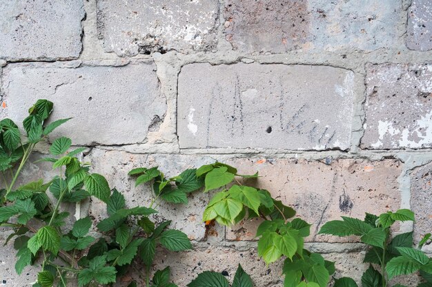 Muro di mattoni grigi in cemento grezzo con foglie verdi appese di vite Texture con spazio per la copia