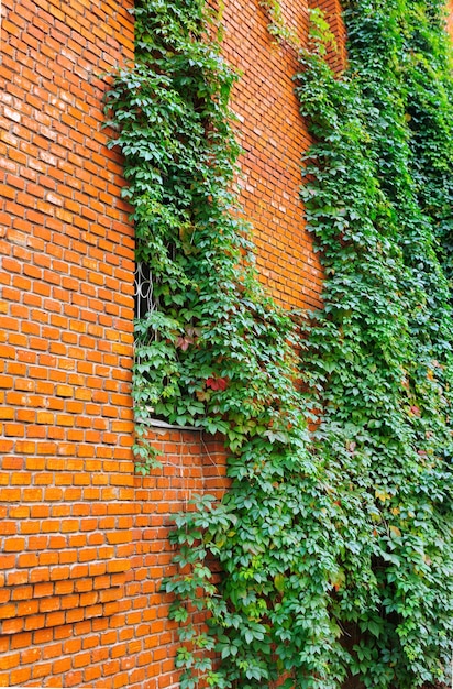 Muro di mattoni rossi e uva selvatica appesa su di essa vista laterale