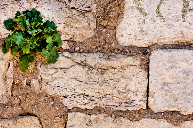 Muro di mattoni testurizzati consumati