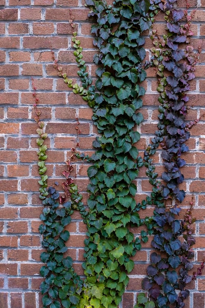 Muro di mattoni verde crescita mazzo strada erba foglia viola viola