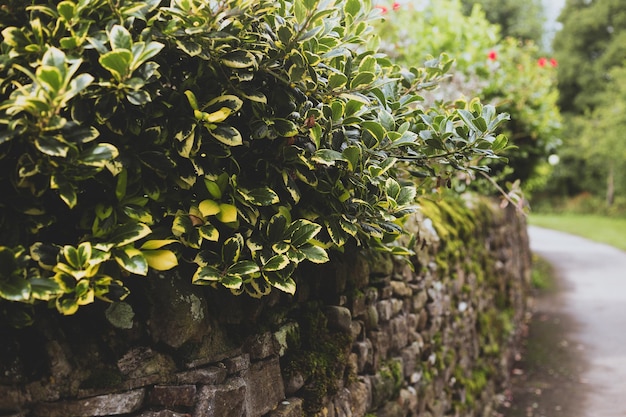 Muro di pietra con cespugli in Inghilterra