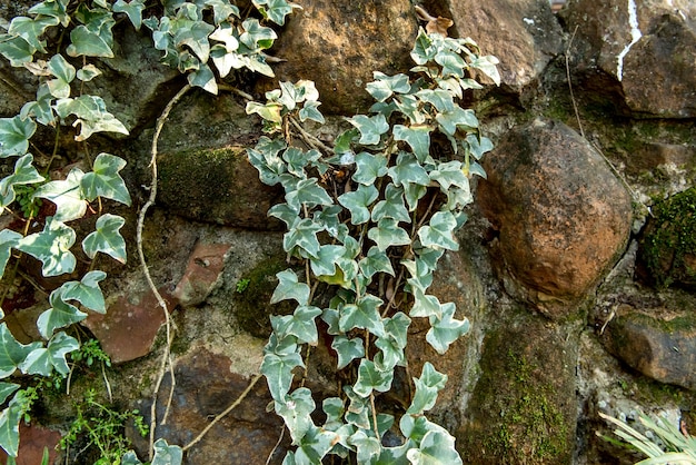 Muro di pietra con sfondo di piante rampicanti.