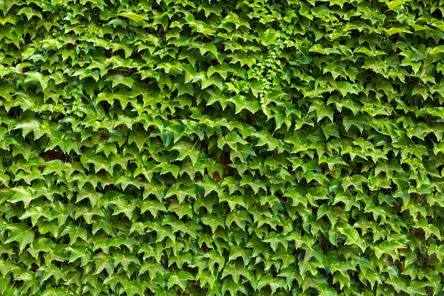 Muro di pietra nel giardino intrecciato con una pianta verde.