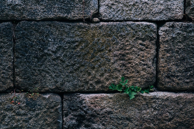 muro di pietra sullo sfondo