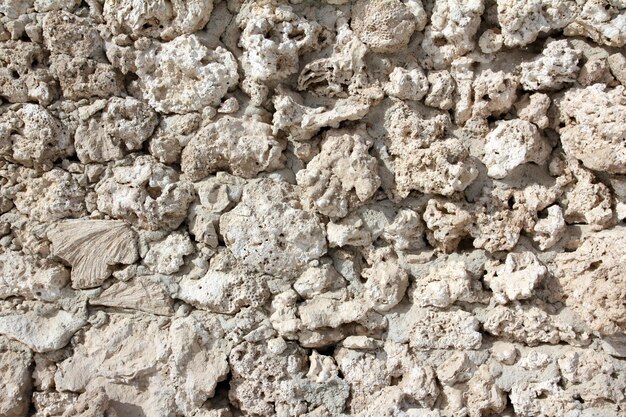 Muro di strane conchiglie fossilizzate e coralli