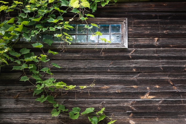 Muro di tronchi di una vecchia casa di villaggio ricoperta di vegetazione con una finestra