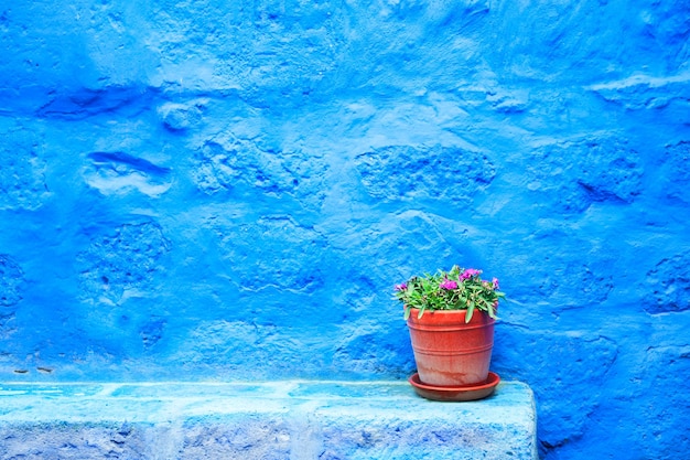 Muro dipinto di blu e fiore nel vaso di argilla. Architettura ad Arequipa, Perù