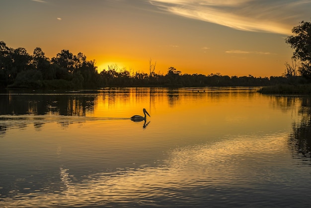 Murray River alberi di eucalipto e pellicani durante il bellissimo tramonto