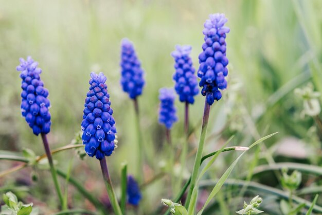 Muscari blu all'inizio della primavera o fiori di giacinto d'uva nel giardino