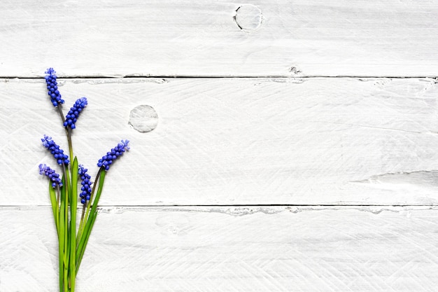 Muscari blu dei fiori della primavera sopra la tavola di legno bianca