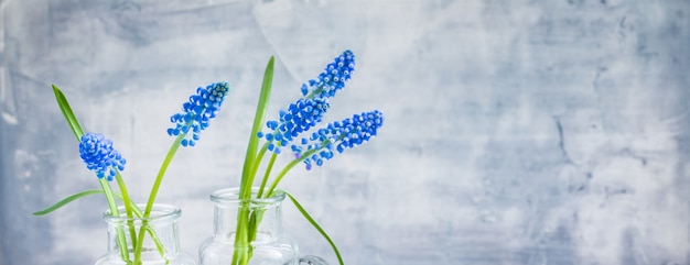 Muscari blu in vasi di vetro, bandiera della cartolina del giorno delle donne di primavera marzo