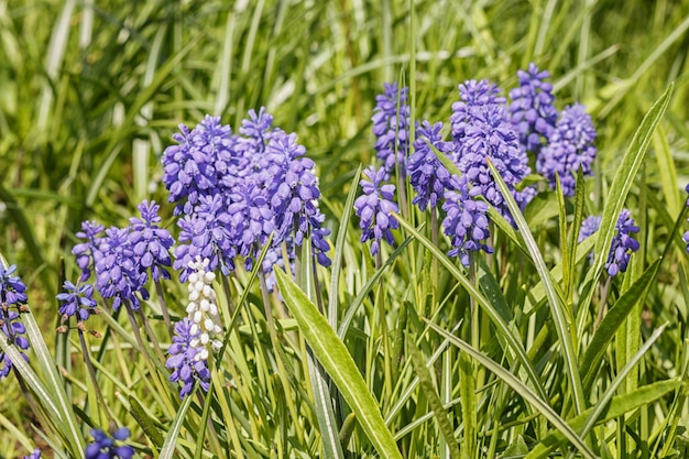 Muscari blu nel giardino di primavera