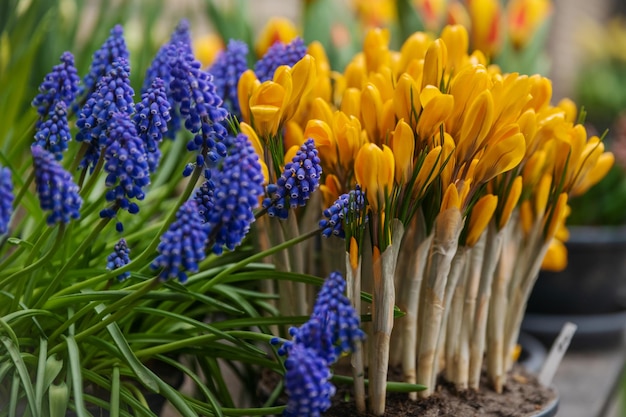 Muscari e crochi gialli primi fiori primaverili Olanda