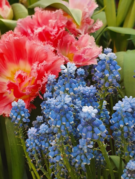 Muscari e tulipani in fiore in giardino