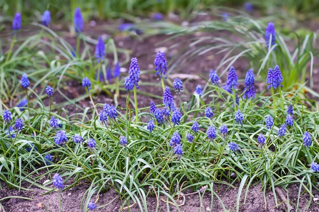 Muscari fiorisce nel parco primaverile Muscari armeniacum o piante di giacinti d'uva che fioriscono in aprile