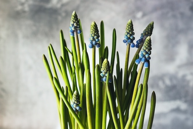 Muscari in vaso o pianta di giacinto d'uva.