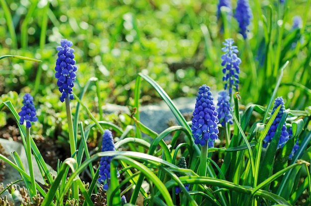 Muscari neglectum fiori nel giardino primaverile con copia spazio