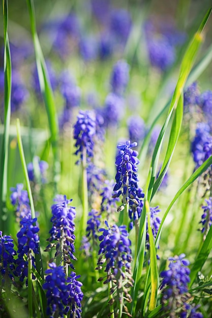 Muscari neglectum fiori nel giardino primaverile