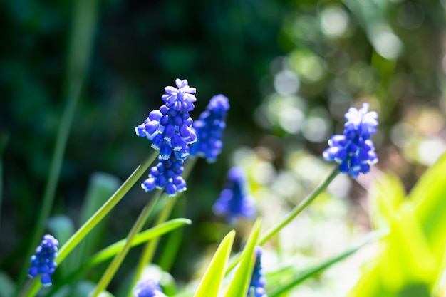 Muscari viola fiori con foglie verdi che fioriscono in giardino, prato. Messa a fuoco selettiva. Sfondo primaverile, primavera, risveglio della natura. Foto orizzontale. Sfondo.