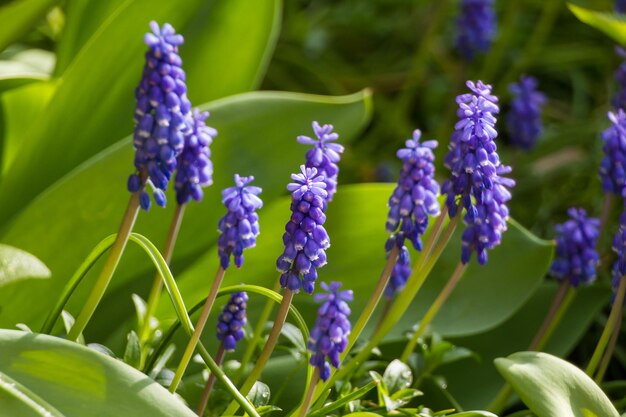 Muscari