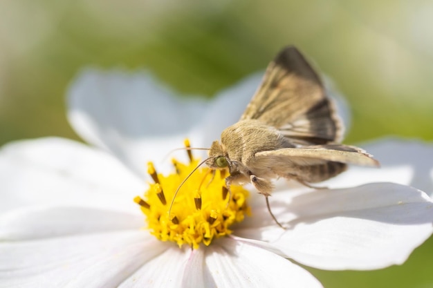 Muschampia proto il saggio skipper è una farfalla della famiglia Hesperiidae