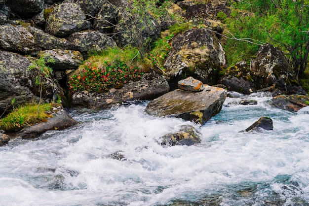 Muschi e licheni e ricca vegetazione su pietre e massi vicino al torrente di montagna.