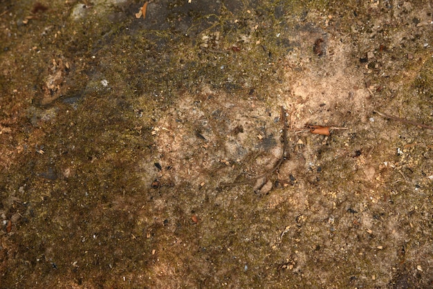 muschio asciutto sulla pietra nella struttura e nei precedenti della natura