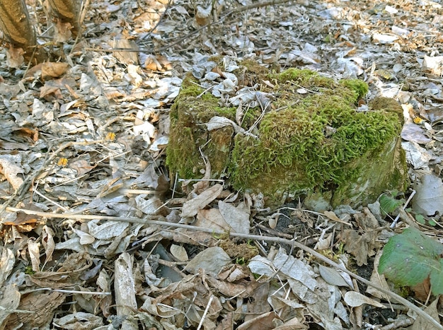 Muschio che cresce su un ceppo nella foresta