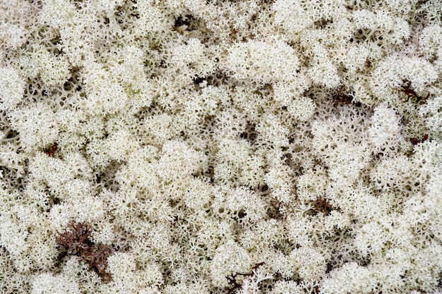 Muschio di renna nella foresta Yagel è una pianta settentrionale Yagel Licheni che le renne mangiano La trama dei licheni di yagel